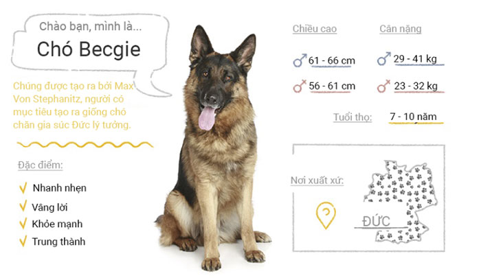 Picture 24 of Top 50 most popular dog breeds in the world