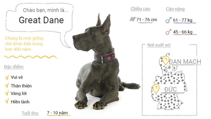 Picture 26 of Top 50 most popular dog breeds in the world