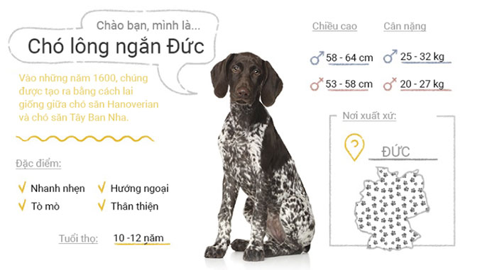 Picture 27 of Top 50 most popular dog breeds in the world
