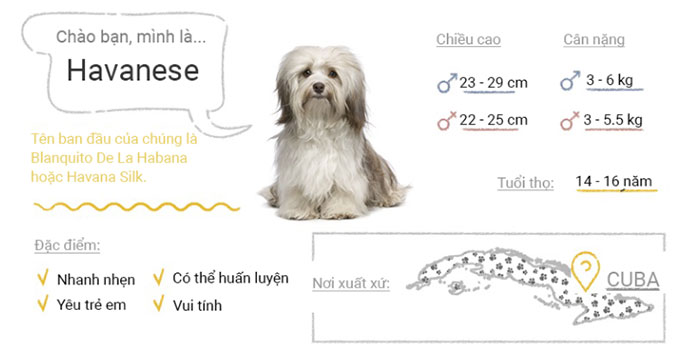 Picture 28 of Top 50 most popular dog breeds in the world