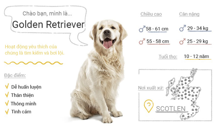 Picture 29 of Top 50 most popular dog breeds in the world