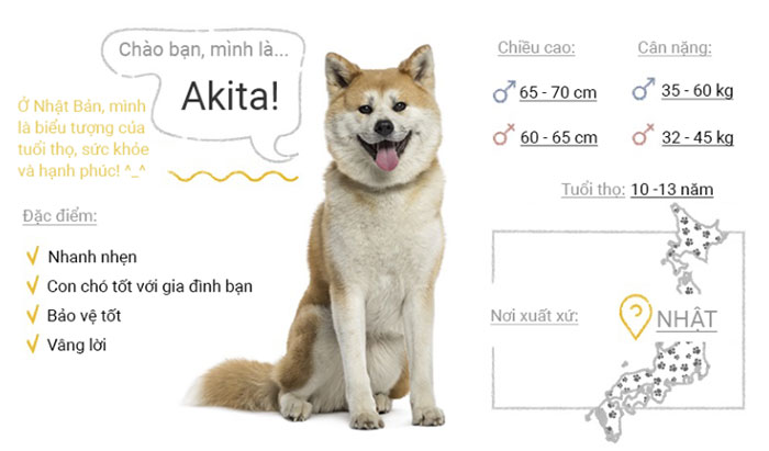 Picture 3 of Top 50 most popular dog breeds in the world
