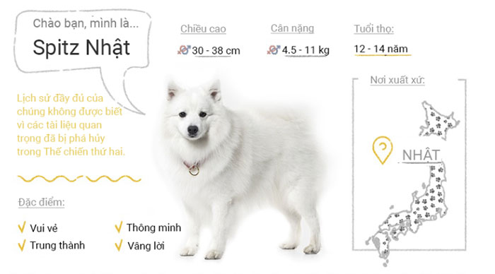 Picture 30 of Top 50 most popular dog breeds in the world