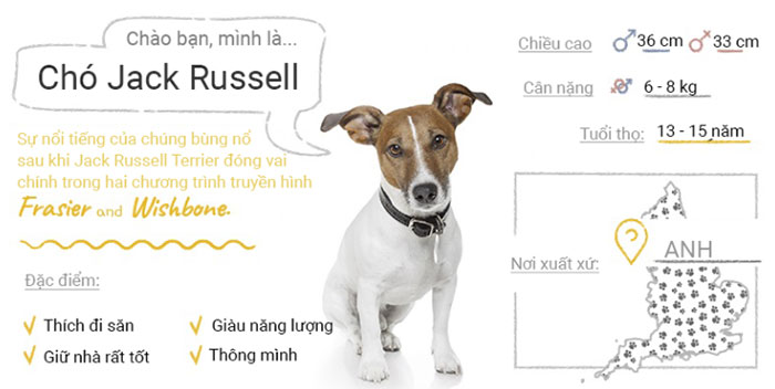 Picture 31 of Top 50 most popular dog breeds in the world