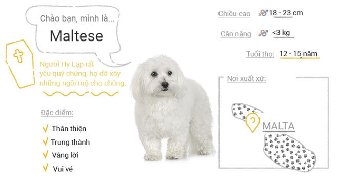 Picture 32 of Top 50 most popular dog breeds in the world