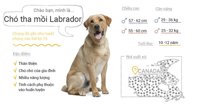 Picture 33 of Top 50 most popular dog breeds in the world