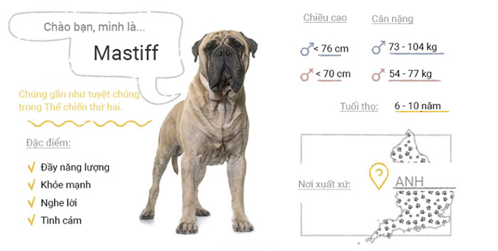 Picture 34 of Top 50 most popular dog breeds in the world