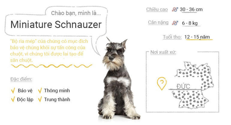 Picture 35 of Top 50 most popular dog breeds in the world