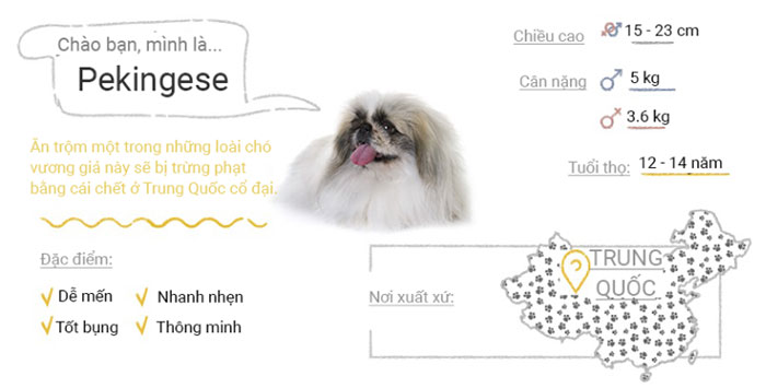 Picture 36 of Top 50 most popular dog breeds in the world