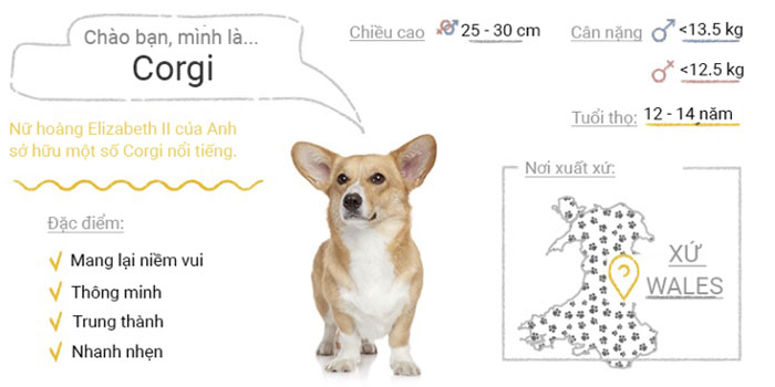 Picture 39 of Top 50 most popular dog breeds in the world