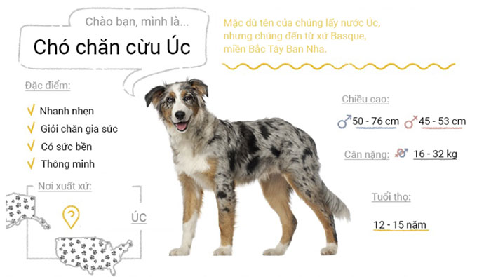 Picture 4 of Top 50 most popular dog breeds in the world