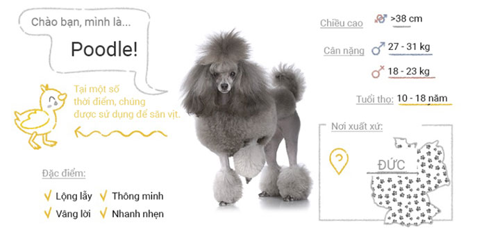 Picture 40 of Top 50 most popular dog breeds in the world