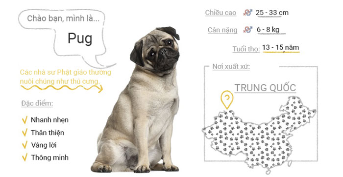 Picture 42 of Top 50 most popular dog breeds in the world