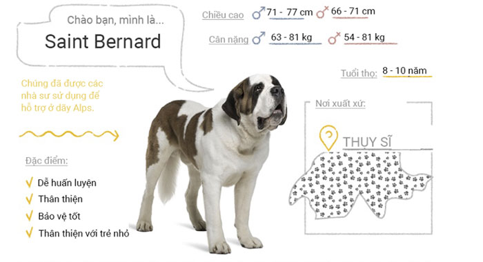 Picture 44 of Top 50 most popular dog breeds in the world