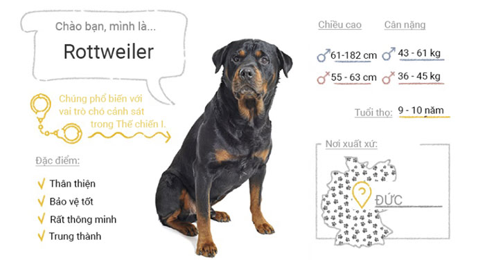 Picture 45 of Top 50 most popular dog breeds in the world