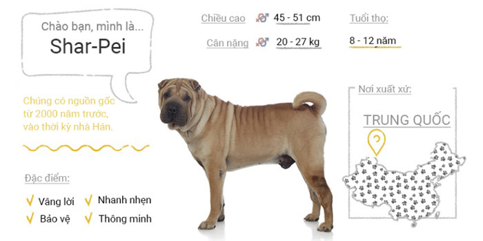 Picture 46 of Top 50 most popular dog breeds in the world