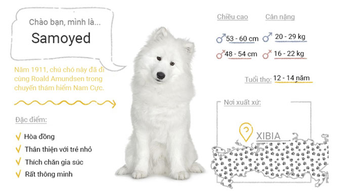 Picture 47 of Top 50 most popular dog breeds in the world