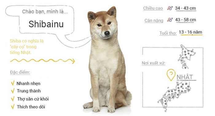 Picture 48 of Top 50 most popular dog breeds in the world