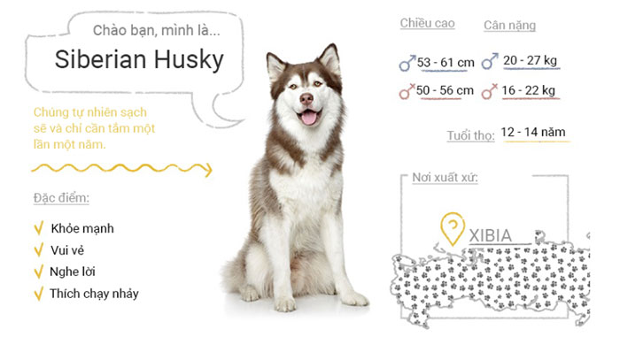 Picture 49 of Top 50 most popular dog breeds in the world