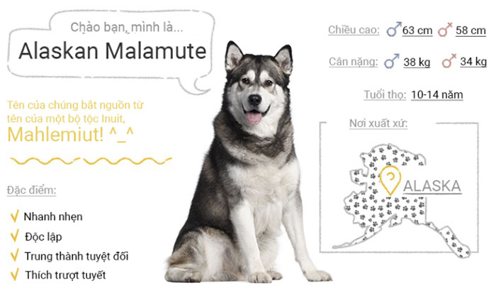 Picture 5 of Top 50 most popular dog breeds in the world