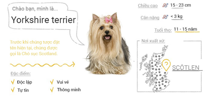 Picture 50 of Top 50 most popular dog breeds in the world