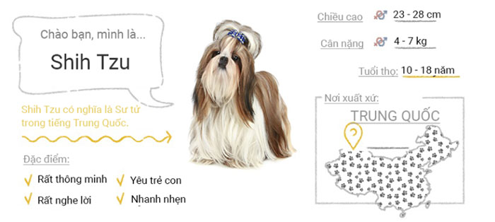 Picture 51 of Top 50 most popular dog breeds in the world