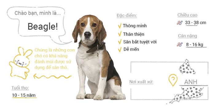 Picture 6 of Top 50 most popular dog breeds in the world