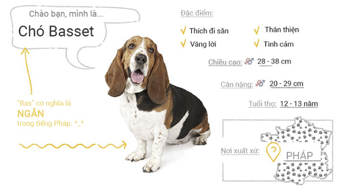 Picture 7 of Top 50 most popular dog breeds in the world