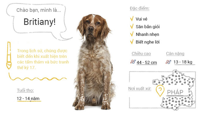 Picture 8 of Top 50 most popular dog breeds in the world