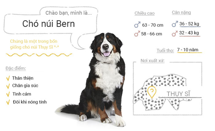 Picture 9 of Top 50 most popular dog breeds in the world