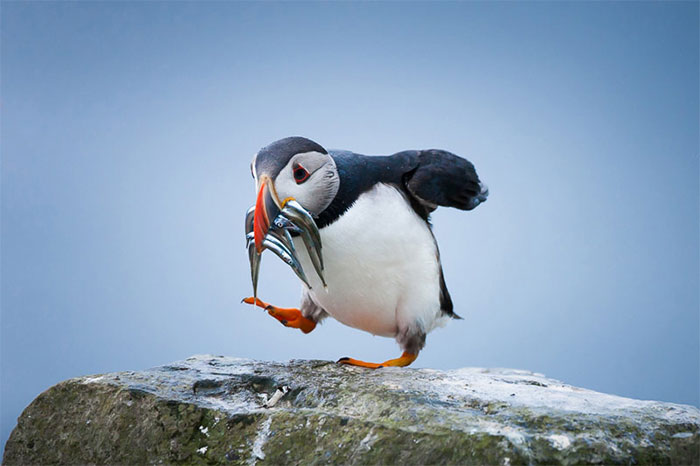 Picture 1 of Top 6 animals that know how to use tools that no one expected