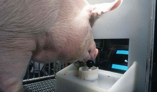 Picture 2 of Top 6 animals that know how to use tools that no one expected