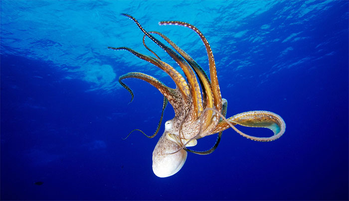 Picture 3 of Top 6 animals that know how to use tools that no one expected