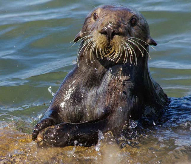 Picture 5 of Top 6 animals that know how to use tools that no one expected