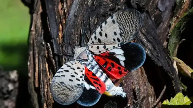 Picture 4 of Top 6 Asian plants and animals that are an obsession with Americans