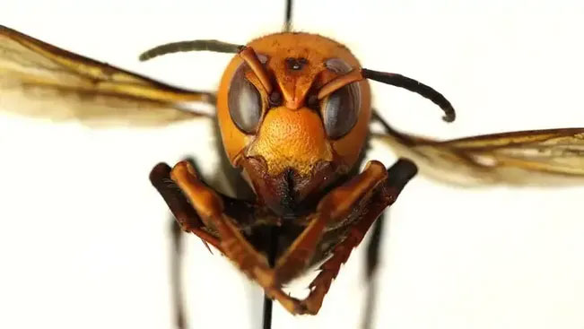 Picture 6 of Top 6 Asian plants and animals that are an obsession with Americans