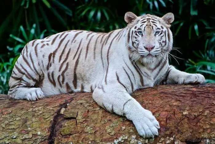 Picture 6 of Top 6 rarest tiger species on the planet