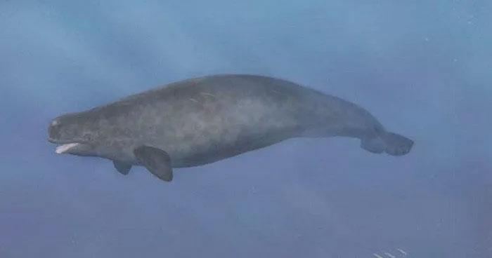 Picture 7 of Top 7 extremely rare oddities in the world