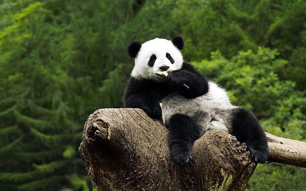 Top 7 interesting facts about adorable pandas, the last one is sure to surprise everyone Picture 1