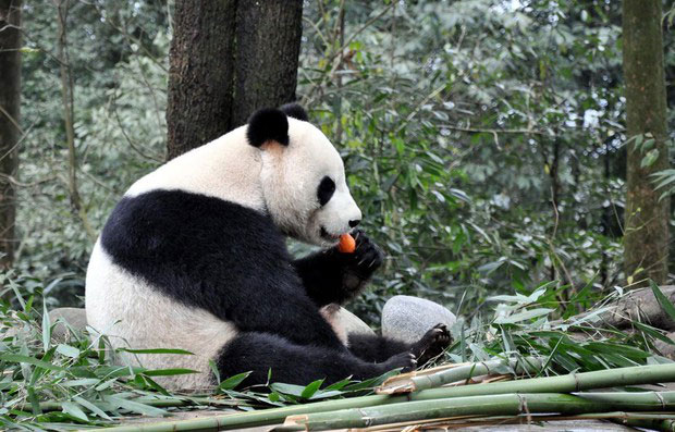 Top 7 interesting facts about adorable pandas, the last one is sure to surprise everyone Picture 3