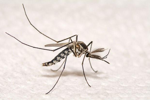 Top 7 most terrifying infectious diseases in human history Picture 6
