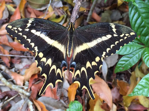 Picture 6 of Top 7 rarest butterflies in the world