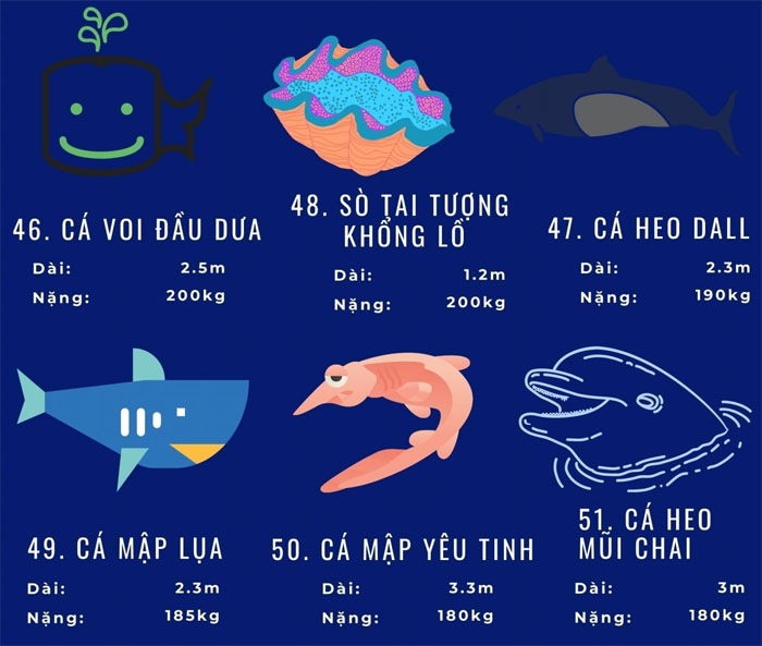 Picture 12 of Top 72 largest marine animals in the world