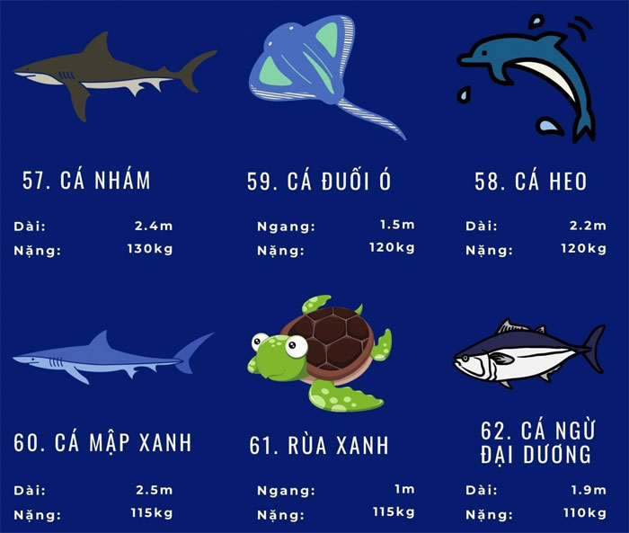 Picture 14 of Top 72 largest marine animals in the world