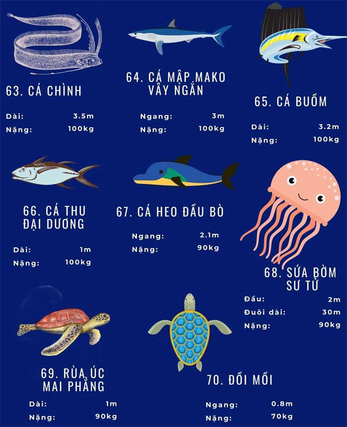 Picture 15 of Top 72 largest marine animals in the world