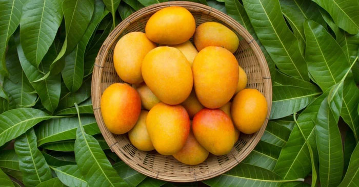 Picture 2 of Top 8 benefits of mango leaves you may not know