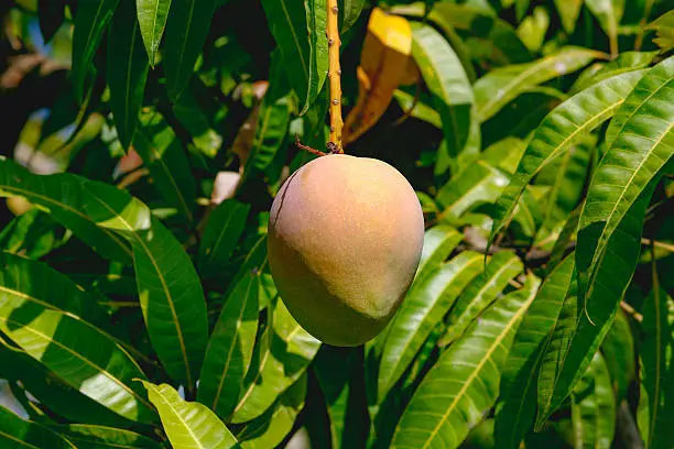 Picture 3 of Top 8 benefits of mango leaves you may not know
