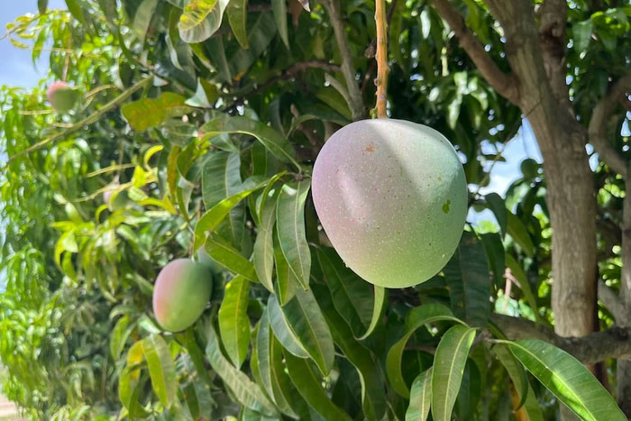Picture 4 of Top 8 benefits of mango leaves you may not know