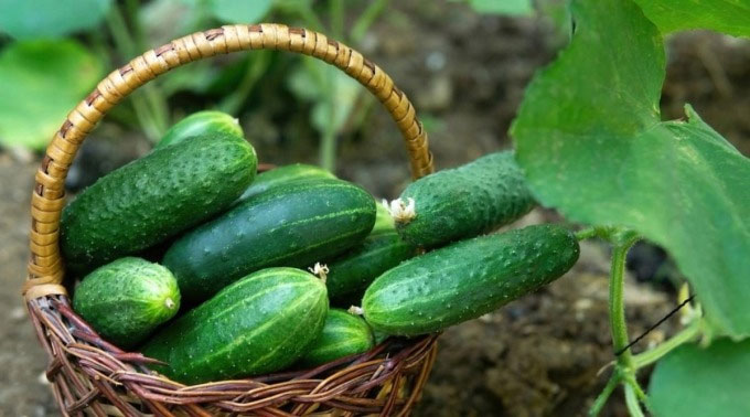 Picture 1 of Top 8 foods to reduce appetite, increase fat burning