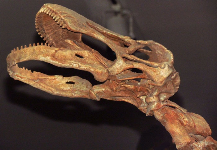 Picture 5 of Top 8 largest dinosaurs on prehistoric Earth